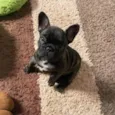 Fred