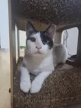 LILICA