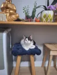 LILICA