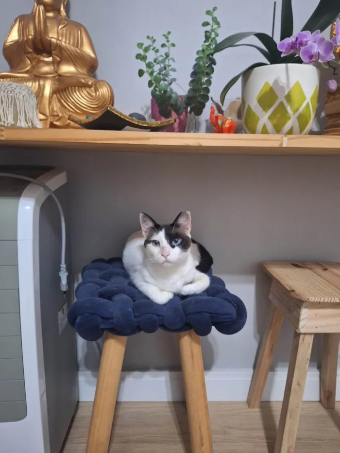 Gato ra a SRD-ViraLata idade 1 ano nome LILICA