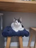 LILICA