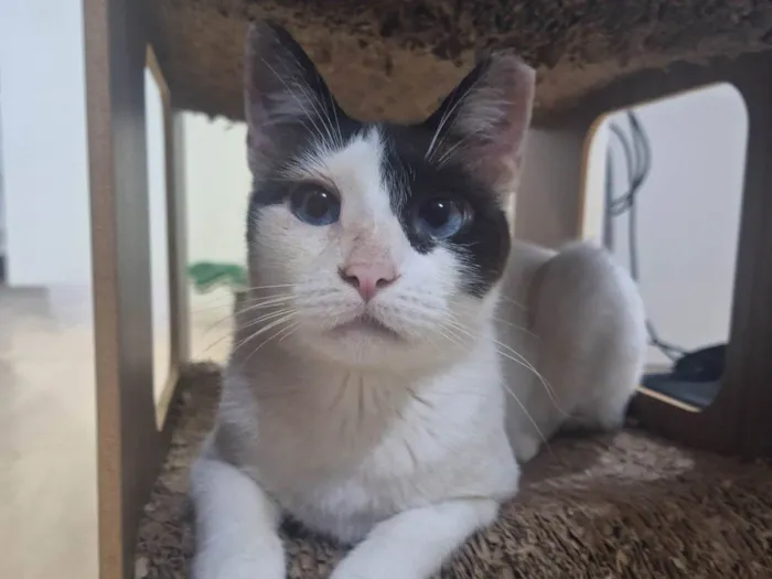 Gato ra a SRD-ViraLata idade 1 ano nome LILICA