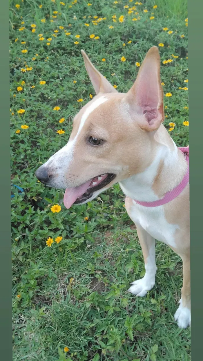 Cachorro ra a Sem raça definida  idade 7 a 11 meses nome Baunilha