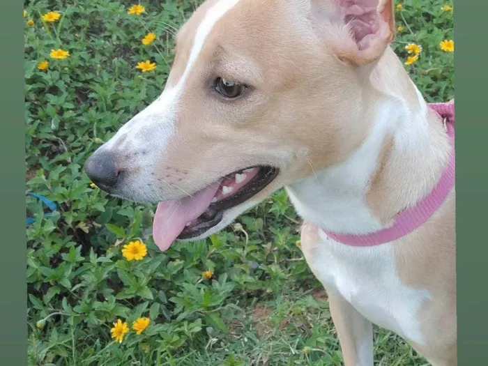 Cachorro ra a Sem raça definida  idade 7 a 11 meses nome Baunilha
