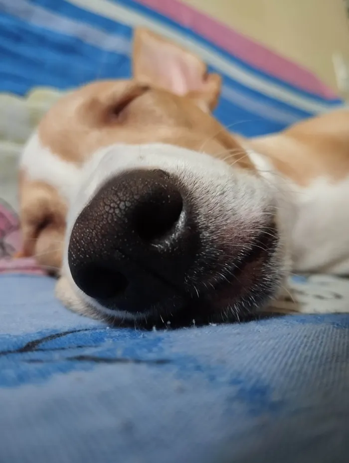 Cachorro ra a Sem raça definida  idade 7 a 11 meses nome Baunilha