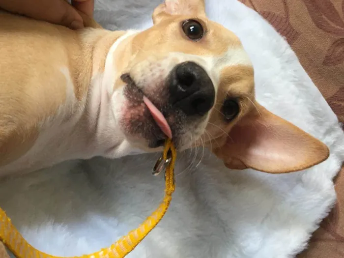 Cachorro ra a Sem raça definida  idade 7 a 11 meses nome Baunilha