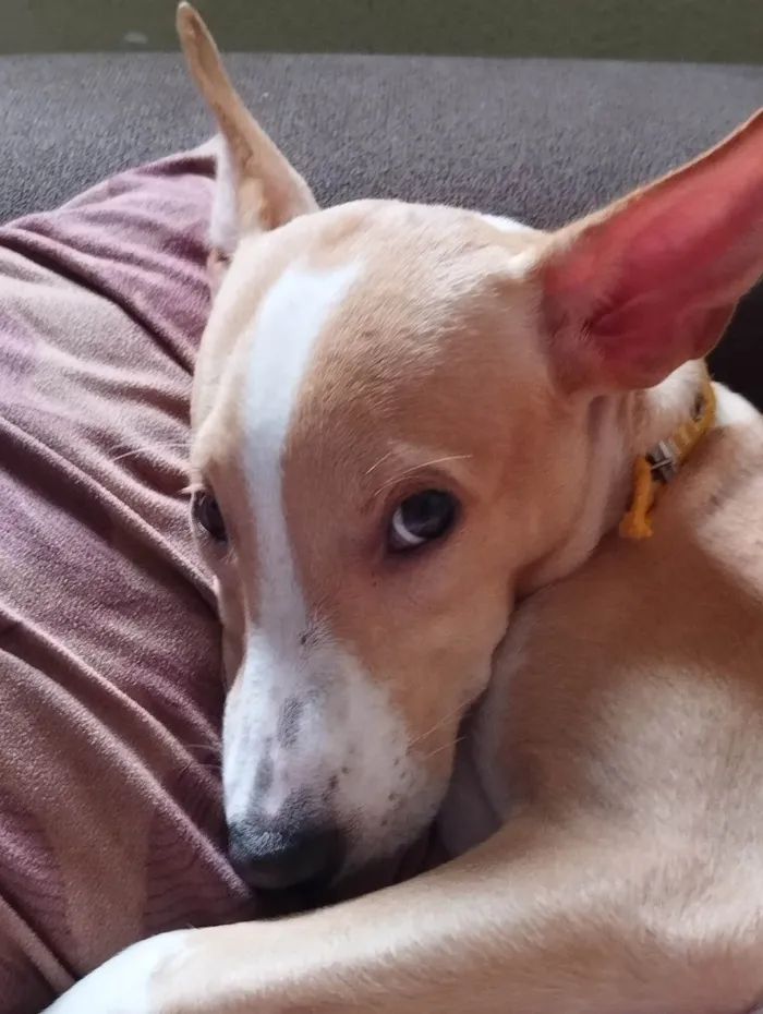 Cachorro ra a Sem raça definida  idade 7 a 11 meses nome Baunilha