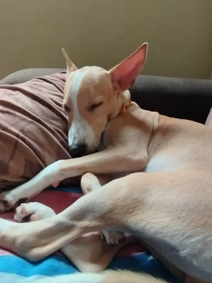 Cachorro ra a Sem raça definida  idade 7 a 11 meses nome Baunilha