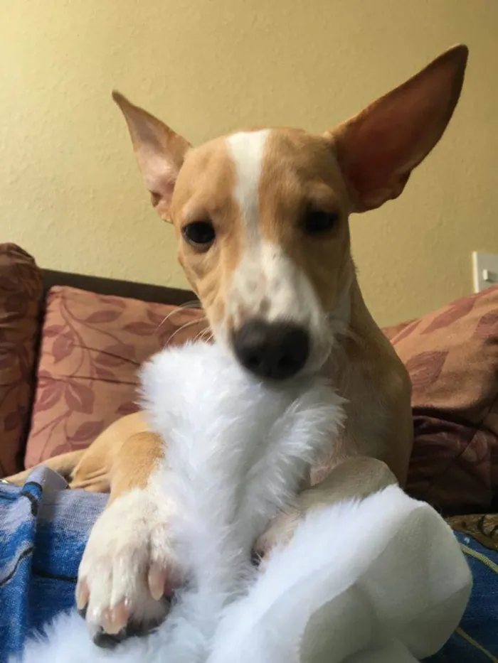 Cachorro ra a Sem raça definida  idade 7 a 11 meses nome Baunilha