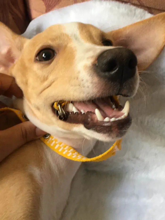 Cachorro ra a Sem raça definida  idade 7 a 11 meses nome Baunilha
