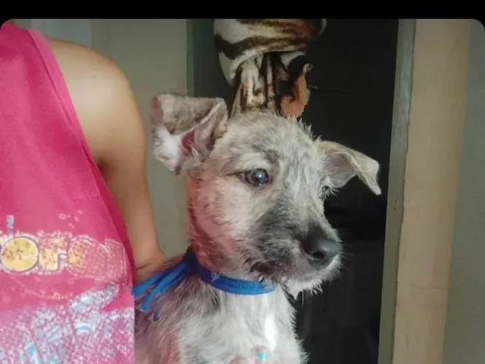 Cachorro ra a SRD-ViraLata idade 2 a 6 meses nome Pretinha e Scooby 