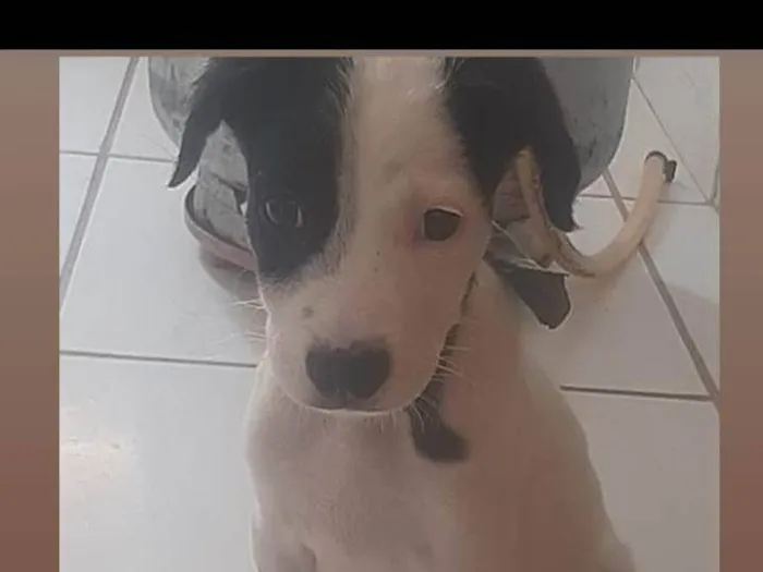 Cachorro ra a SRD-ViraLata idade 2 a 6 meses nome Pretinha e Scooby 