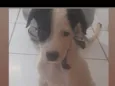 Pretinha e Scooby