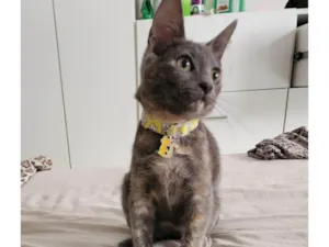 Gato raça SRD idade 2 a 6 meses nome Gaia