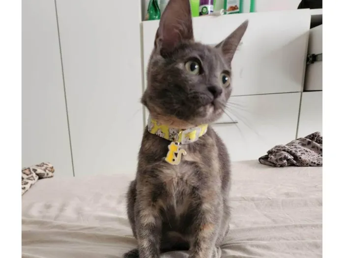 Gato ra a SRD idade 2 a 6 meses nome Gaia