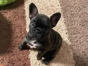 Cachorro raça Bulldog idade 2 a 6 meses nome Fred