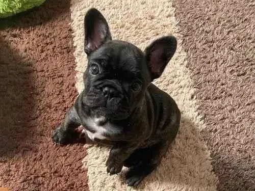 Cachorro ra a Bulldog idade 2 a 6 meses nome Fred