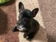 Fred