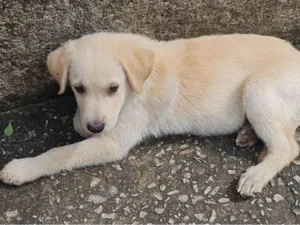 Cachorro raça Labrador  idade 2 a 6 meses nome Vitorio 