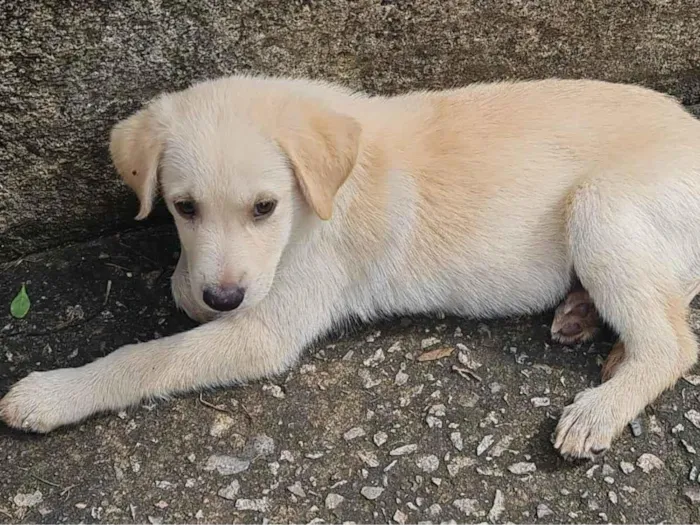 Cachorro ra a Labrador  idade 2 a 6 meses nome Vitorio 