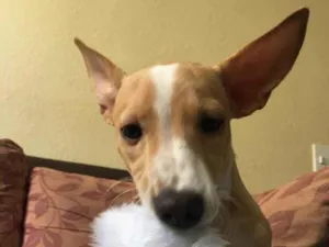 Cachorro raça Sem raça definida  idade 7 a 11 meses nome Baunilha