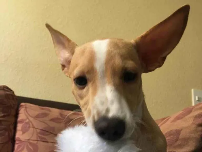 Cachorro ra a Sem raça definida  idade 7 a 11 meses nome Baunilha