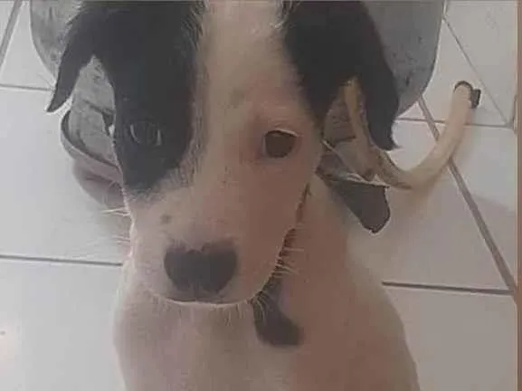 Cachorro ra a SRD-ViraLata idade 2 a 6 meses nome Pretinha e Scooby 