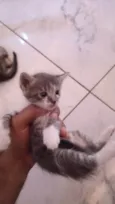 Gatinhos