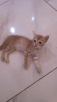 Gatinhos