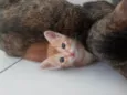 Gatinhos
