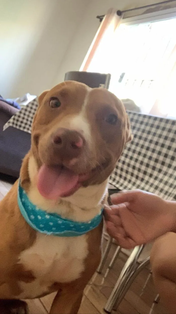 Cachorro ra a Pit-Bull idade 1 ano nome café 