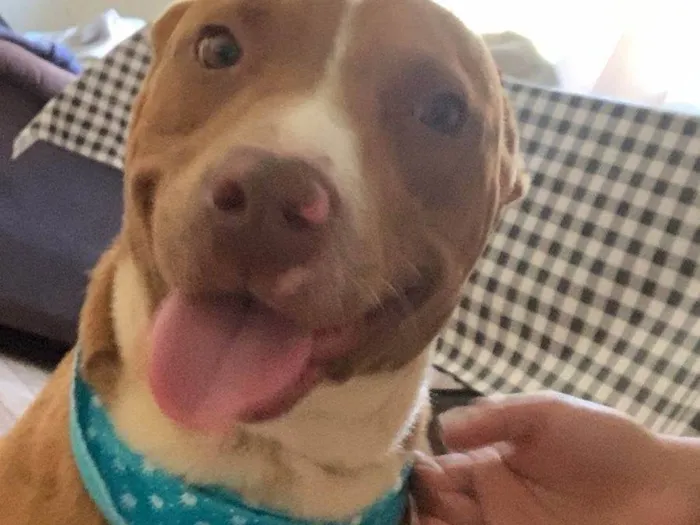 Cachorro ra a Pit-Bull idade 1 ano nome café 