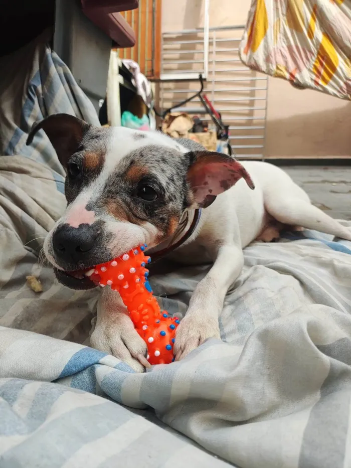 Cachorro ra a SRD-ViraLata idade 7 a 11 meses nome Fred