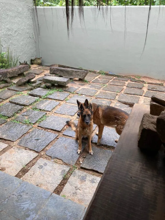 Cachorro ra a Pastor Alemão idade 6 ou mais anos nome Quira e Berta