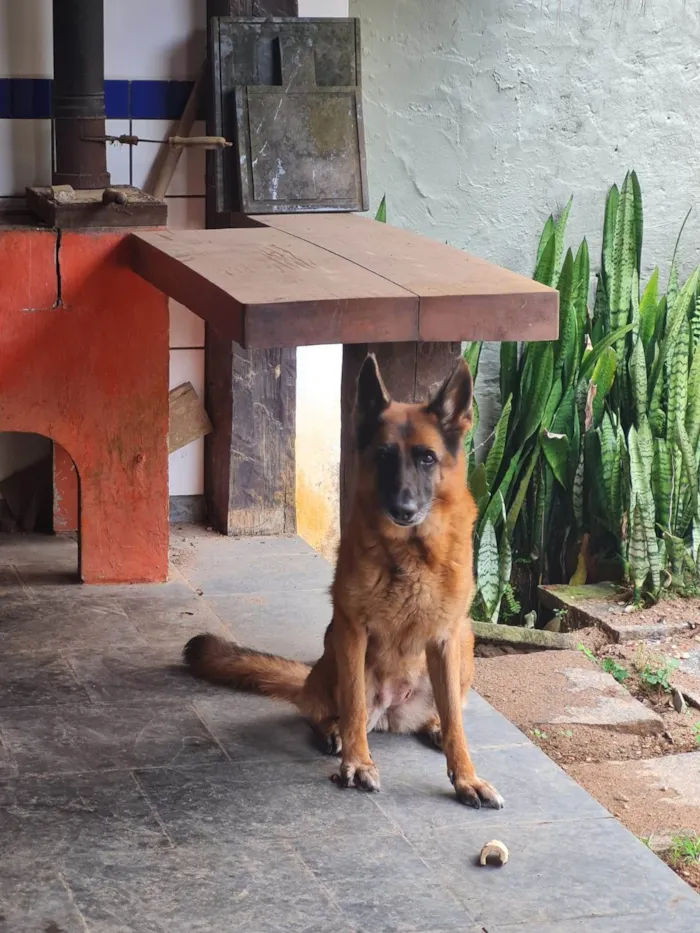 Cachorro ra a Pastor Alemão idade 6 ou mais anos nome Quira e Berta