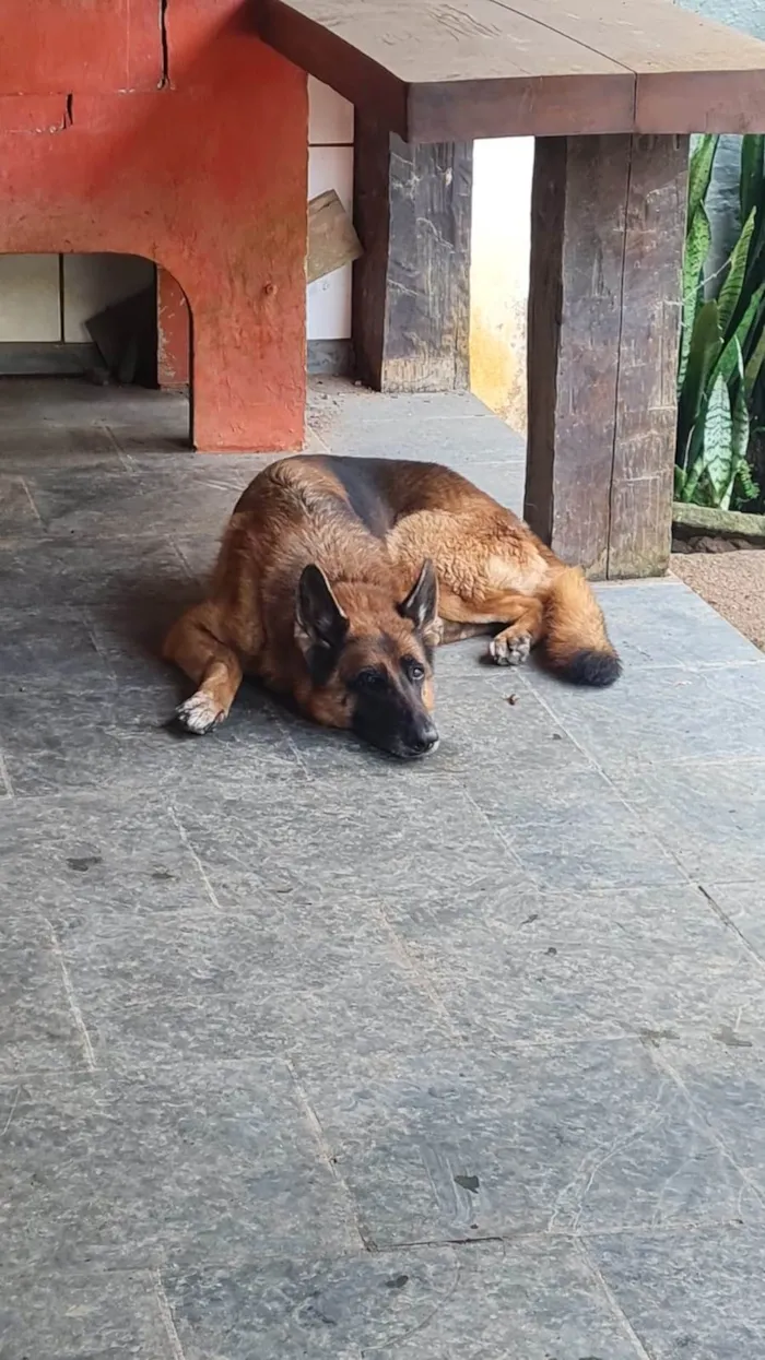 Cachorro ra a Pastor Alemão idade 6 ou mais anos nome Quira