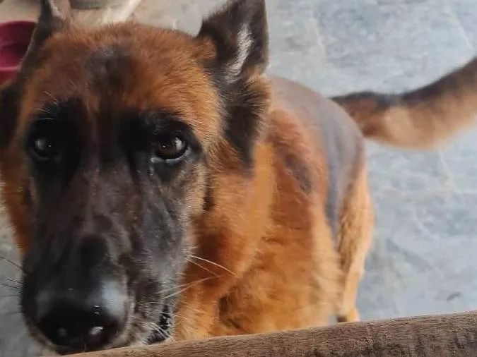 Cachorro ra a Pastor Alemão idade 6 ou mais anos nome Berta