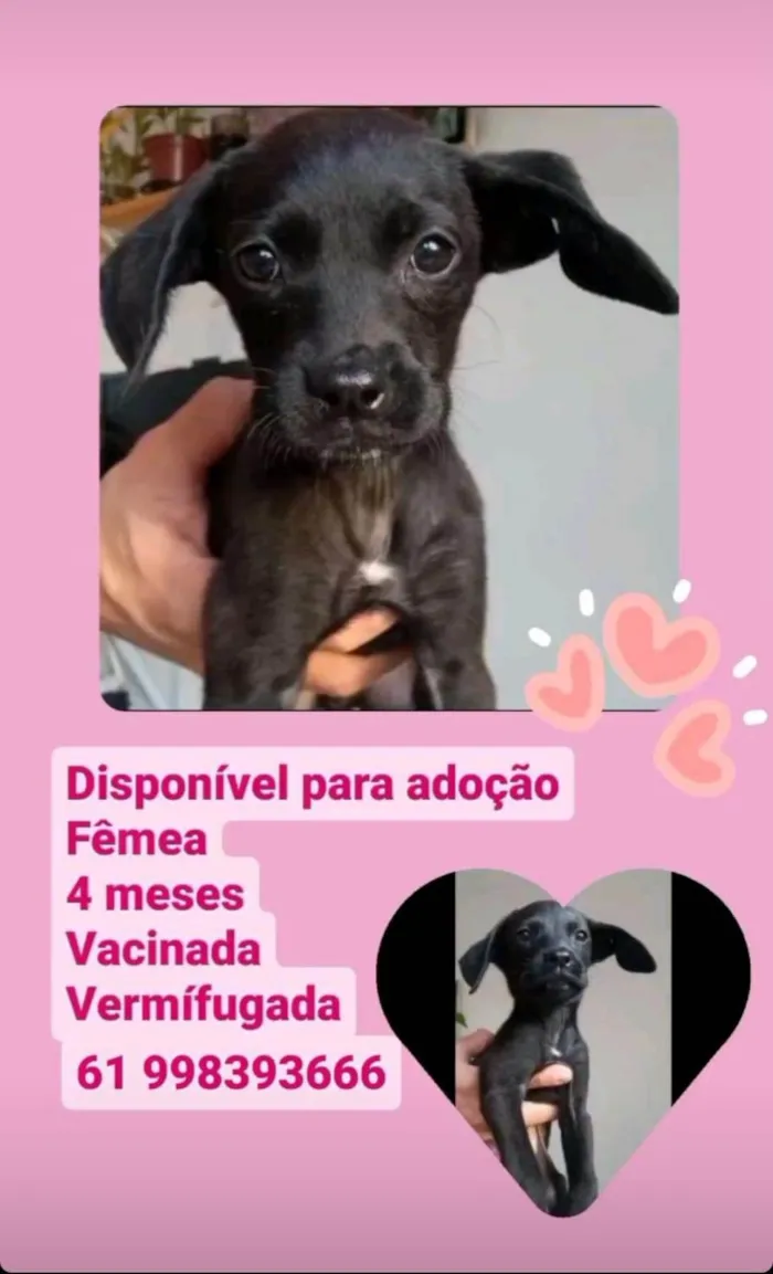 Cachorro ra a Srd idade 2 a 6 meses nome Simba e Bibi