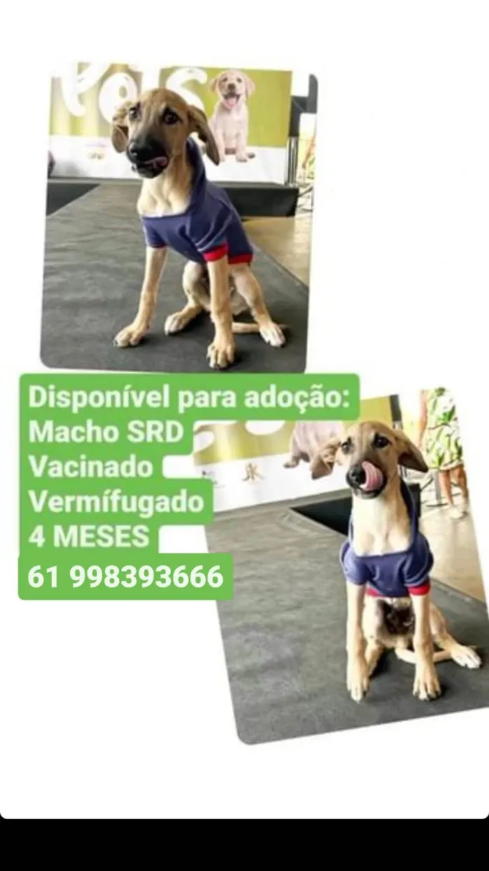 Cachorro ra a Srd idade 2 a 6 meses nome Simba e Bibi