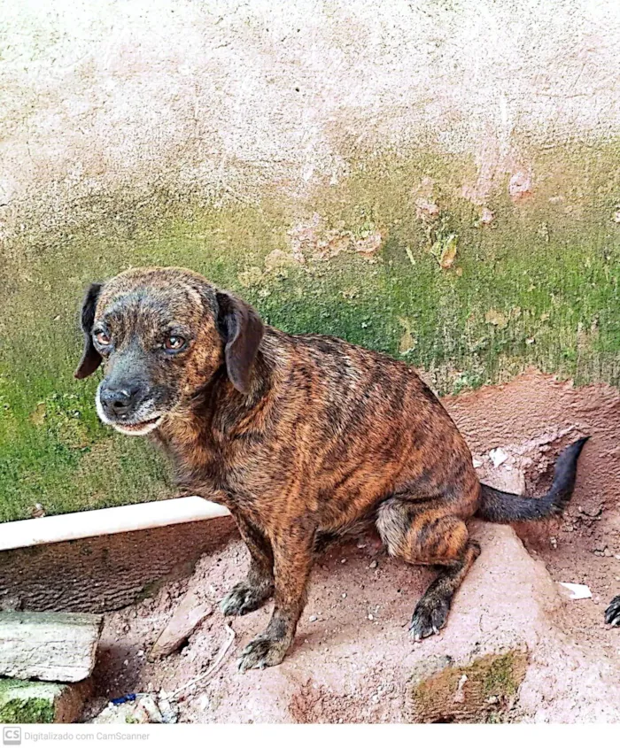 Cachorro ra a SRD-ViraLata idade 4 anos nome Linda