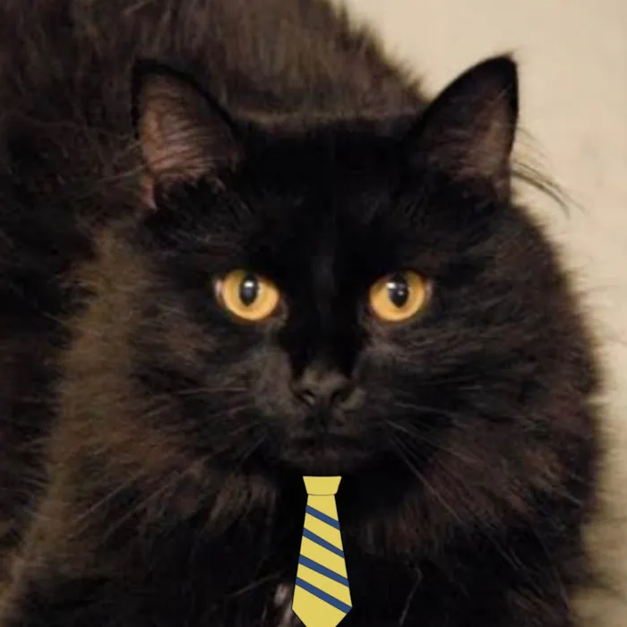 Gato ra a Angorá idade 7 a 11 meses nome Juno 