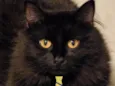 Juno 