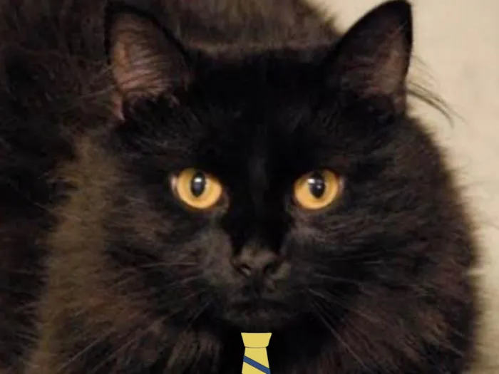 Gato ra a Angorá idade 7 a 11 meses nome Juno 
