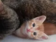 Gatinhos