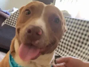 Cachorro raça Pit-Bull idade 1 ano nome café 