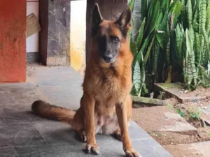 Cachorro raça Pastor Alemão idade 6 ou mais anos nome Quira e Berta