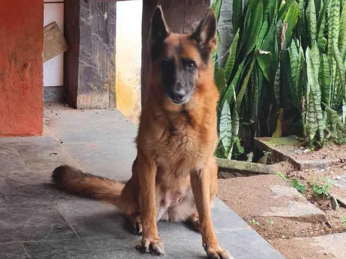 Cachorro ra a Pastor Alemão idade 6 ou mais anos nome Quira e Berta