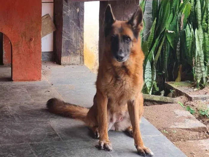 Cachorro ra a Pastor Alemão idade 6 ou mais anos nome Quira