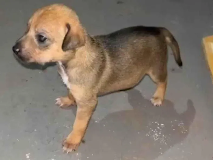 Cachorro ra a indefinida idade Abaixo de 2 meses nome Sem nome