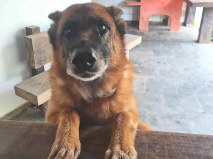 Cachorro ra a Pastor Alemão idade 6 ou mais anos nome Berta